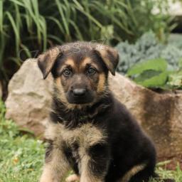 dva m�kk� n�meck� ov��k