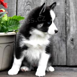 Nad�chan� sibi�sk� husky