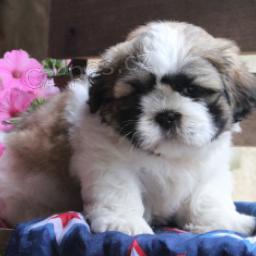 Roztomil� shih tzu