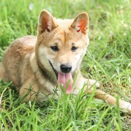 Miluj�c� Shiba Inu