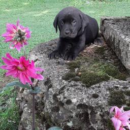 Miluj�c� labradorsk� retr�vr