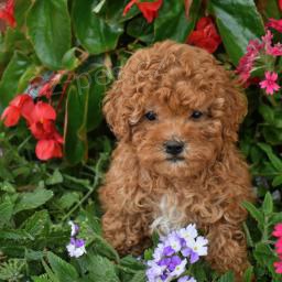 Inteligentn� pudl (hra�ka)