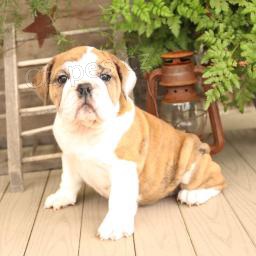 Energick� anglick� buldok