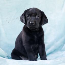 Roztomil� labradorsk� retr�vr