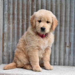 loaj�ln� sladk� zlat� retr�vr