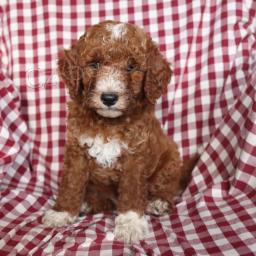 Zdvo�il� miniaturn� pudl�ky