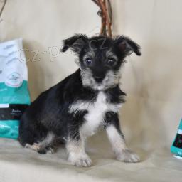 Atraktivn� miniaturn� kn�ra�