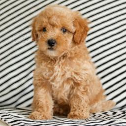 P�ita�liv� pudl�ky