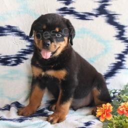 atraktivn� Rotvajler