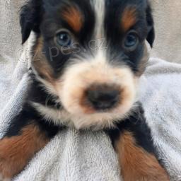 Jemn� australsk� ov��k