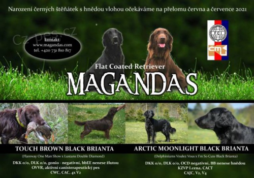 �t���tka Flat coated retriever� s PP