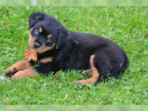 �t���tka Rotvajler  s PP