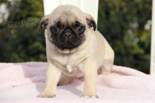 Rozko�n� �t���tka Mops k dispozici