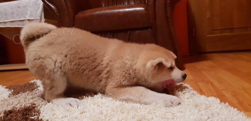 �t��ata akita inu  jsou v�m k dispozicii.
