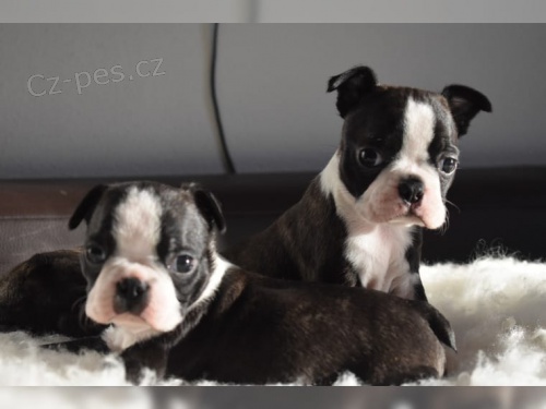 2 �t��ata miniaturn�c boston teri�r�0