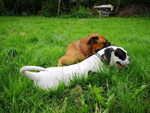 boxer �t��ata k dispozici pro nov� domovy