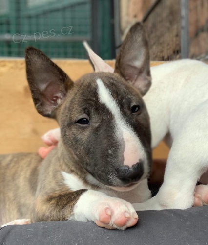 2 Miniaturn� �t��ata BullTerrier pro nov� domovy