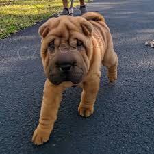 2 Shar Pei �t��ata k dispozici kontakt pro v�ce informac� a obr�zk�