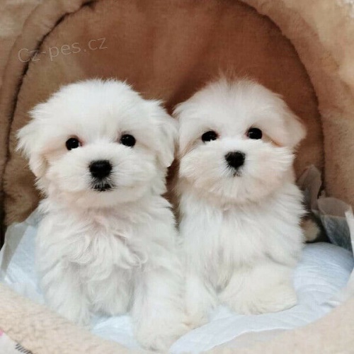 Levn� a zdrav� �t��ata Yorkie jsou nyn� k dispozici na prodej !!!