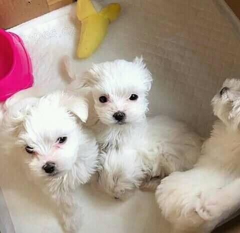 Samci a samice malt�zsk�ch �t��at k adopci.