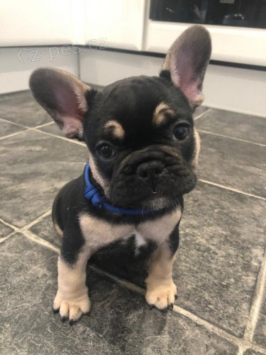 Absolutn� mil� francouzsk� buldo�ek �t��ata