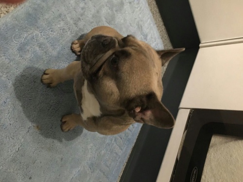 Francouzsk� buldo�ek �t��ata