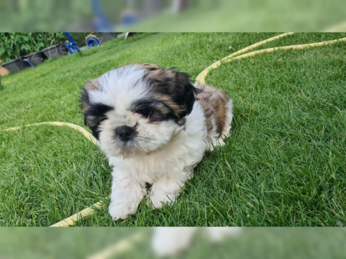 �istokrevn� �t��ata Shih Tzu