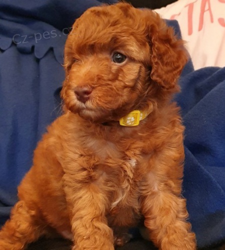 Pudl �t��ata samec a samice