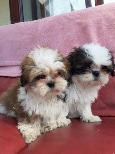 �t��ata Shih-Tzu