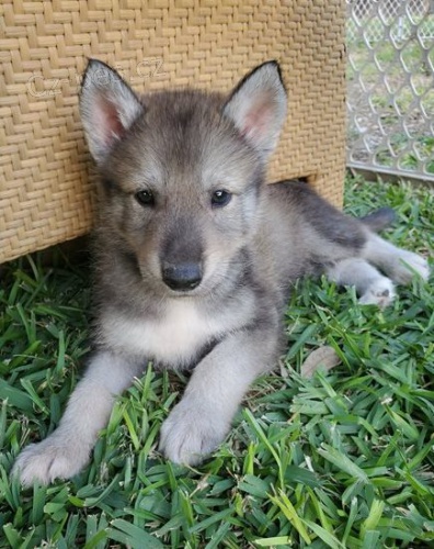 �eskoslovensk� vl��k pes a �ena