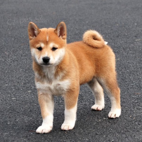 �t��ata shiba inu