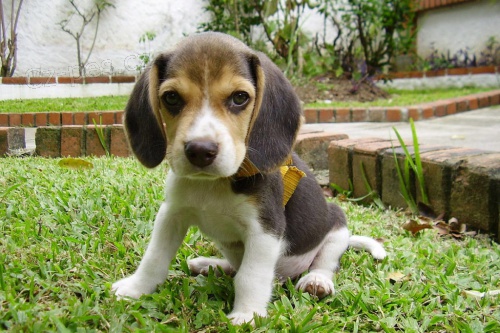 ��asn� �t��ata Beagle.