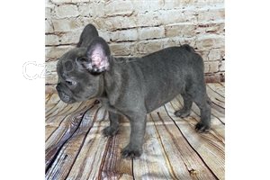 dech berouc� francouzsk� buldo�ek