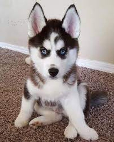 sibi�sk� husky ��asn�.