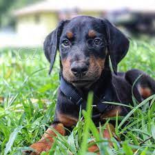 velkolep� doberman