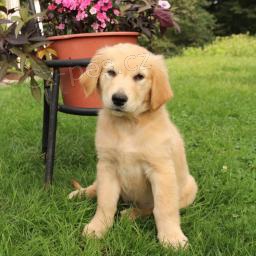 Rozko�n� �t��ata zlat�ho retr�vra jsou p�ipravena k adopci.
