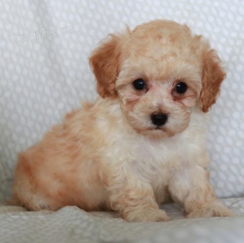 Rozko�n� �t���tka pudla jsou p�ipravena k adopci.