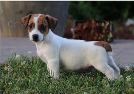 Rozko�n� �t��ata Jack Russell jsou p�ipravena k adopci.