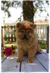 Chow Chow �t��ata jsou p�ipravena na nov� �t��ata.