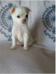 �ivava �t��ata pro adopci zdarma