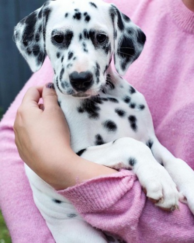 Miluj�c� dalmatin �t��ata