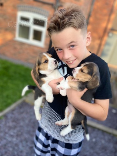 T��barevn� �t��ata beagle