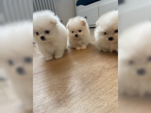 Pomeranian chlapci a d�vky