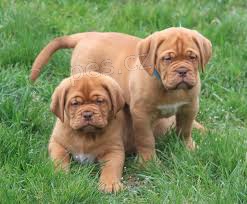 Bordeauxska Doga dispozici jsou �t��ata