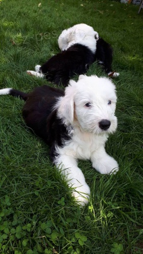 samec a samice bobtail 11 t�dn� star�