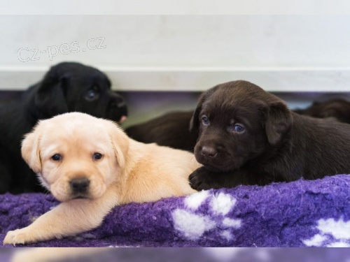 Labradorsk� retriever s PP