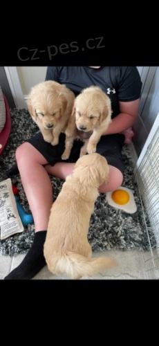 Zlat� retr�vr na prodej bez PP