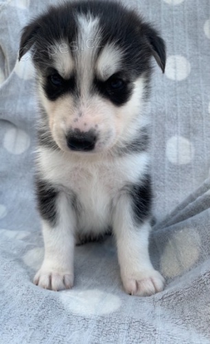 Sibi�sk� �t���tka bez PP