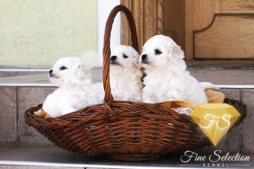 Bichon Fris� �t��ata 