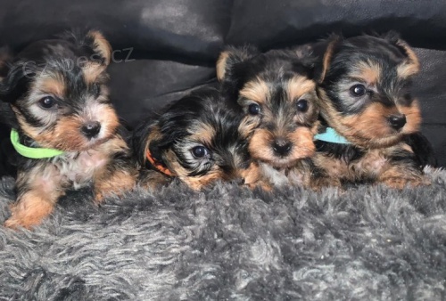 mini hra�ka york��rsk� teri�r